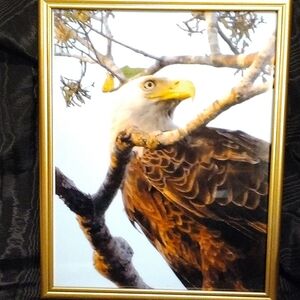 10" X 14" Eagle Eye Photo